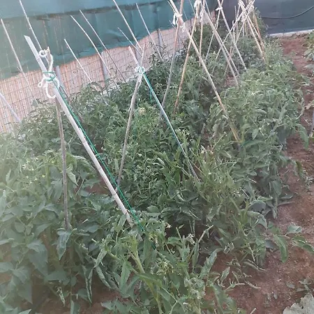 Apartment Andros Eco *